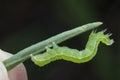 Close up shot of cabbage semilooper thysanoplusia orichalcea noctuidae caterpillar Royalty Free Stock Photo
