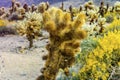 Close up shot of a cactus in Cholla Cactus Garden, Joshua Tree National Park, California, USA. Desert flowers.