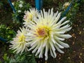 Cactus dahlia blooming with huge pale yellow flowers with hint of purple on edges of petals in garden in autumn Royalty Free Stock Photo