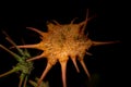 Close up shot of cactus flower with dark background