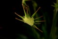 Close up shot of cactus flower with dark background