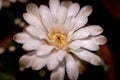 Close up shot of cactus flower with dark background
