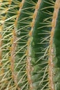 Close up shot of cactus plant Royalty Free Stock Photo