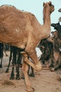 A close-up shot of camels being prepared for an animal fare