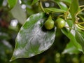 A close up shot of camphor laurel leaves. Cinnamomum camphora is a species of evergreen tree that is commonly known under the