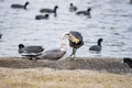 Close up shot of Canada Goose and many American Coot walking at Lake Balboa Royalty Free Stock Photo