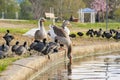 Close up shot of Canada Goose and many American Coot walking at Lake Balboa Royalty Free Stock Photo