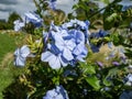 Close-up shot of the cape leadwort, blue plumbago (Plumbago auriculata) flowering with pale blue flowers Royalty Free Stock Photo