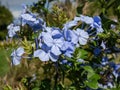 Close-up shot of the cape leadwort, blue plumbago or Cape plumbago (Plumbago auriculata) flowering with blue flowers Royalty Free Stock Photo