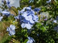 Close-up of the cape leadwort, blue or Cape plumbago (Plumbago auriculata) flowering with pale blue flowers with Royalty Free Stock Photo