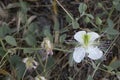 Close-up shot of Capparis sandwichiana white flower Royalty Free Stock Photo