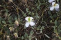 Close-up shot of Capparis sandwichiana white flower Royalty Free Stock Photo
