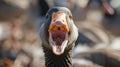 Close-up shot captures an angry goose in an aggressive stance, its beak wide open in attack mode, Ai Generated