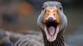 Close-up shot captures an angry goose in an aggressive stance, its beak wide open in attack mode, Ai Generated Royalty Free Stock Photo
