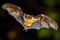 Close Up of Bat Flying in Air Generative AI