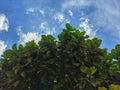Nature's Embrace: Close-up of Lush Foliage against a Clear Blue Sky