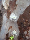 Nature's Surprise: Jaboticaba Blossoms on Trunk