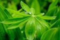 A close-up shot captures a green leaf with a water droplet on it. A large drop of water on a sheet of lupine