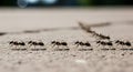 Ants Marching in a Line Royalty Free Stock Photo