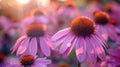 Purple Echinacea Flowers in Full Bloom: Closeup Shot Royalty Free Stock Photo