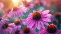 Purple Echinacea Flowers in Full Bloom: Closeup Shot Royalty Free Stock Photo