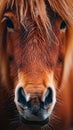 A close-up shot capturing the delicate features of a pony\'s face Royalty Free Stock Photo