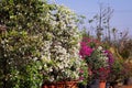 Close-up shot capturing the essence of spring with vibrant white bougainvillea flowers in full bloom against a clear sky Royalty Free Stock Photo