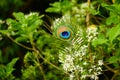 Close-up shot capturing the vividness of a peacock feather set against the backdrop of a delicate flower in nature