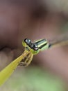 capung jarum dragonfly on a leaf