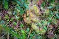 Close-up shot of carnivorous plant sundew Drosera rotundifolia