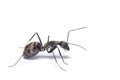 A close up shot of carpenter ant isolated on white background.