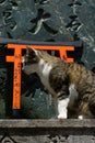 Close-up shot of a cat on a concrete wall in the Thousand Gates Shrine in Kyoto, Japan