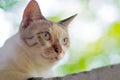 Close up shot of cat face low angle view Royalty Free Stock Photo