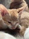 close up shot of cat 's eyes, sleeping, cute kitten Royalty Free Stock Photo