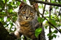 Close-up shot of a cat on a tree looking right at the camera