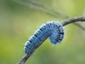 Close-up shot of a caterpillar on a Royalty Free Stock Photo
