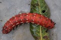 A caterpillar feasting on leaf