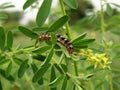 Close up shot of Caterpillar of green leaf. Royalty Free Stock Photo