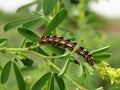 Close up shot of Caterpillar of green leaf. Royalty Free Stock Photo