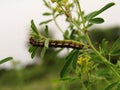 Close up shot of Caterpillar of green leaf. Royalty Free Stock Photo