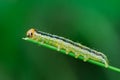 Caterpillar eating a stalk of grass in a meadow. Royalty Free Stock Photo