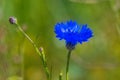 Close-up shot of Centaurea flowers with a blurry background