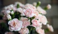 Ornamental Flowers - Charming pink and white carnation flowers.