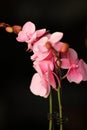 Close up shot of charming pink Phalaenopsis.
