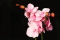 Close up shot of charming pink Phalaenopsis.