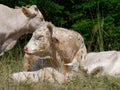Close-up shot of a Charolais cattles outdoors
