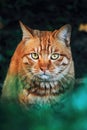 Close-up shot of a cheerful orange and white striped cat with bright eyes