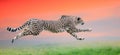 Cheetah run at beautiful sunset