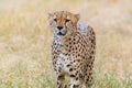 Close-Up Shot Of A Cheetah Staring At Prey Royalty Free Stock Photo