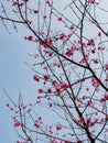 Close up shot of cherry flower blossom in Lou Lim Ioc Garden